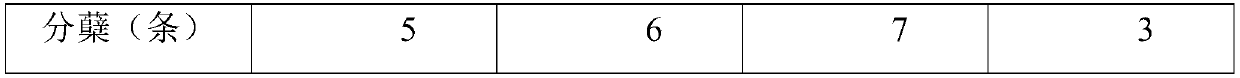 Carbon-based composite biological fertilizer and preparation method and application thereof