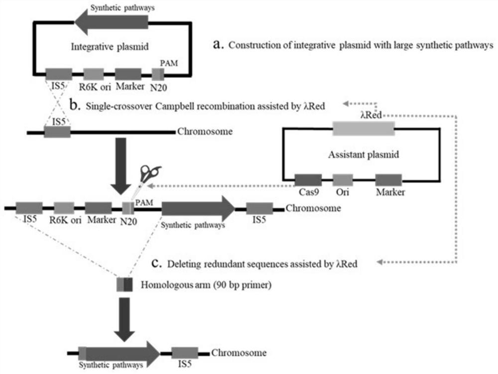 A kind of genome integration method and application