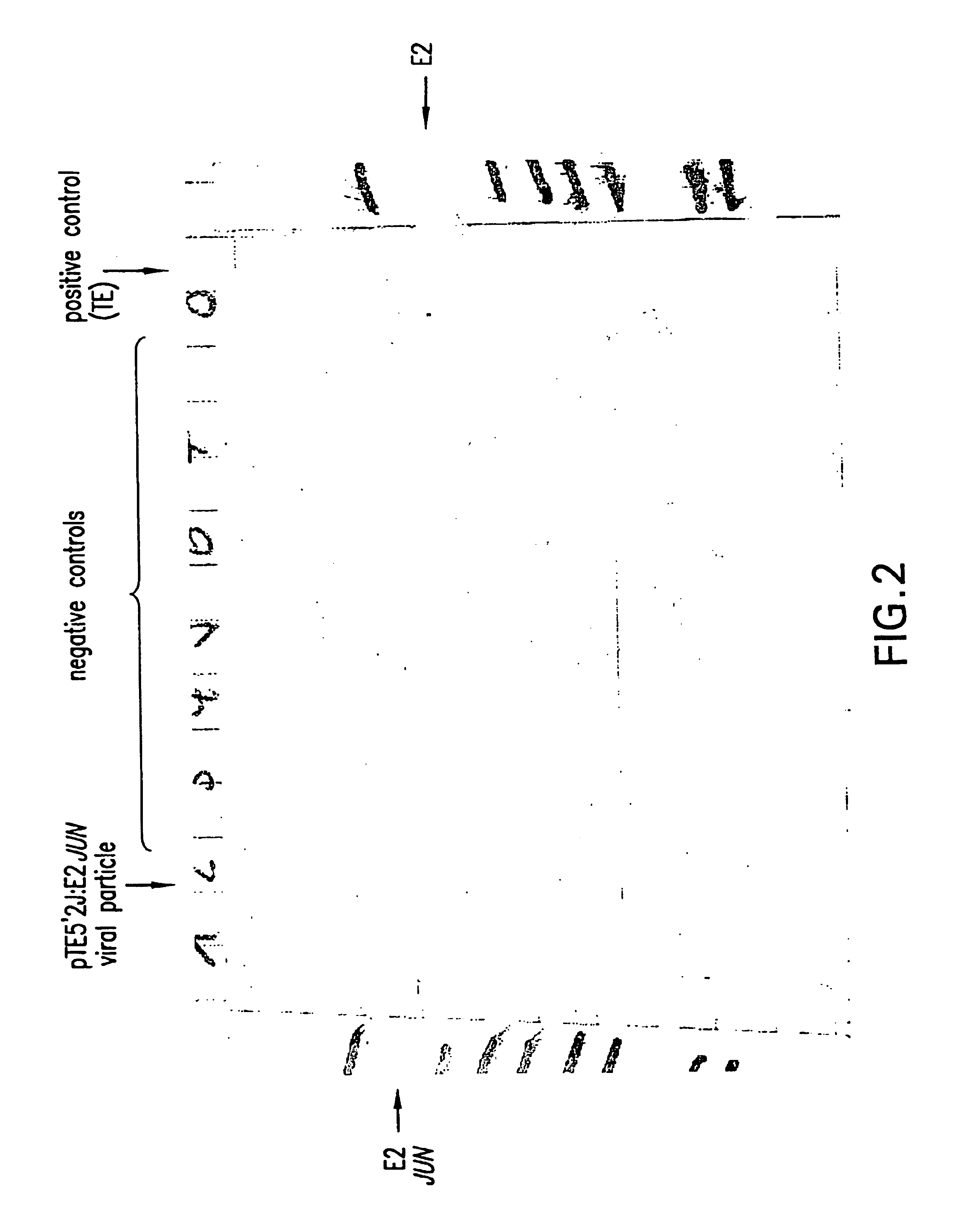 Molecular antigen array