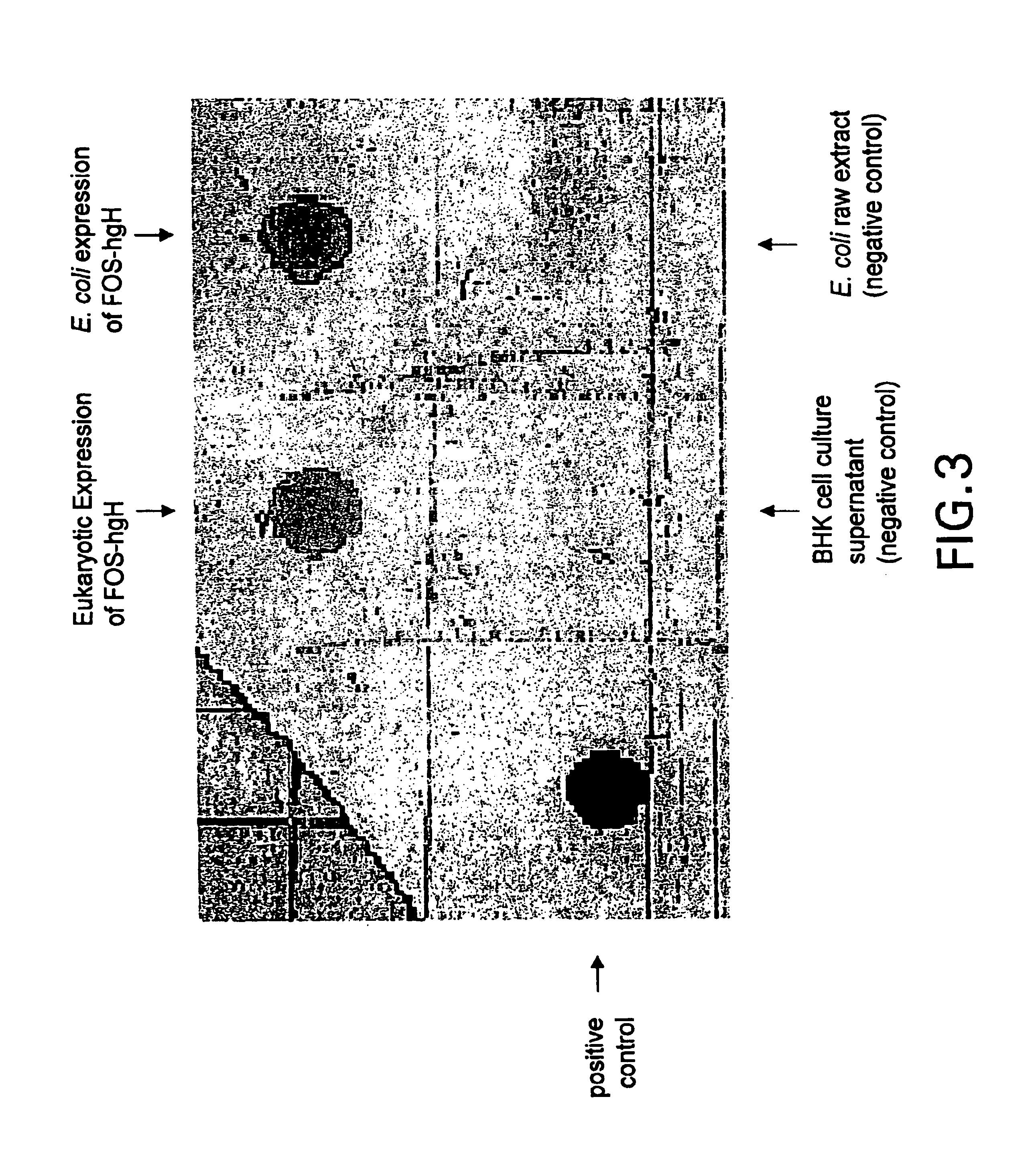 Molecular antigen array