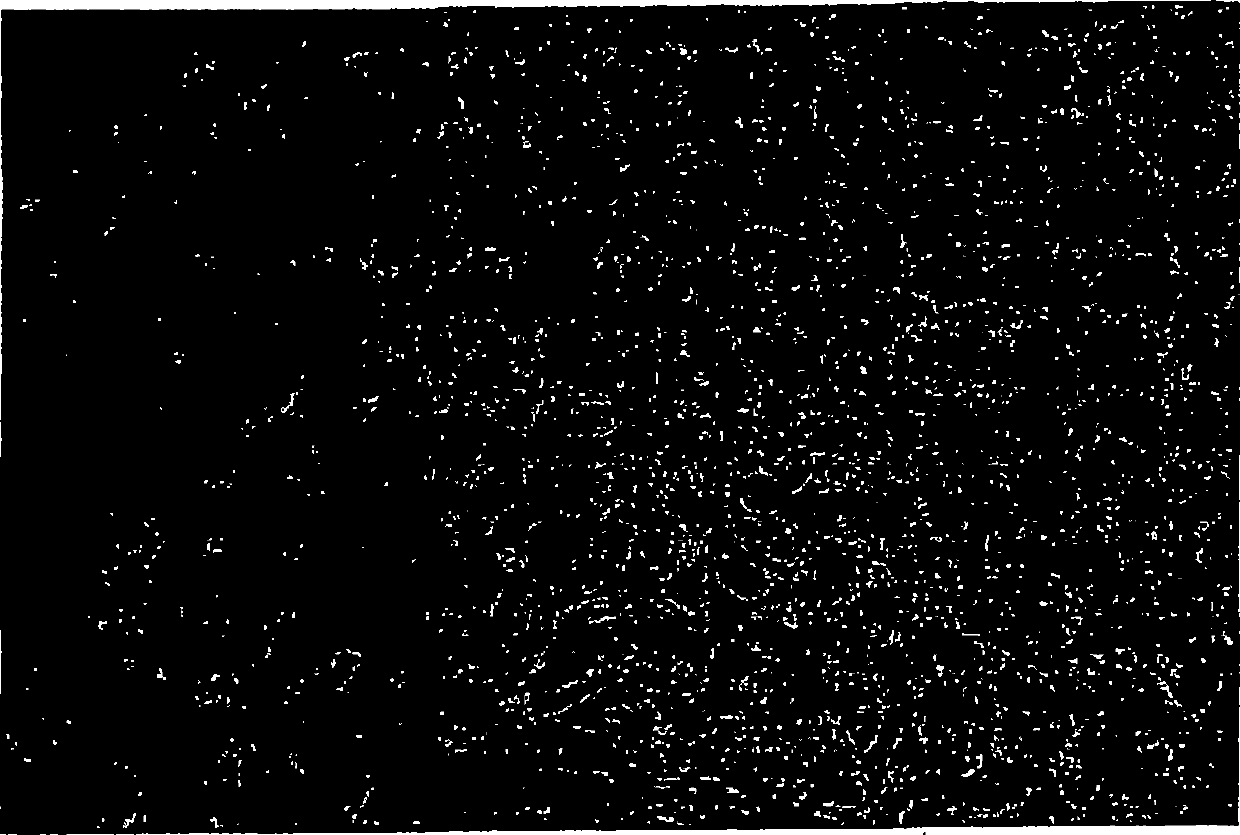 Parthenogenic activation of human oocytes for the production of human embryonic stem cells