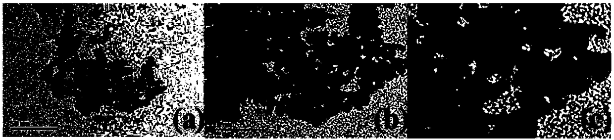 Preparation method and application of Pt nanoparticles