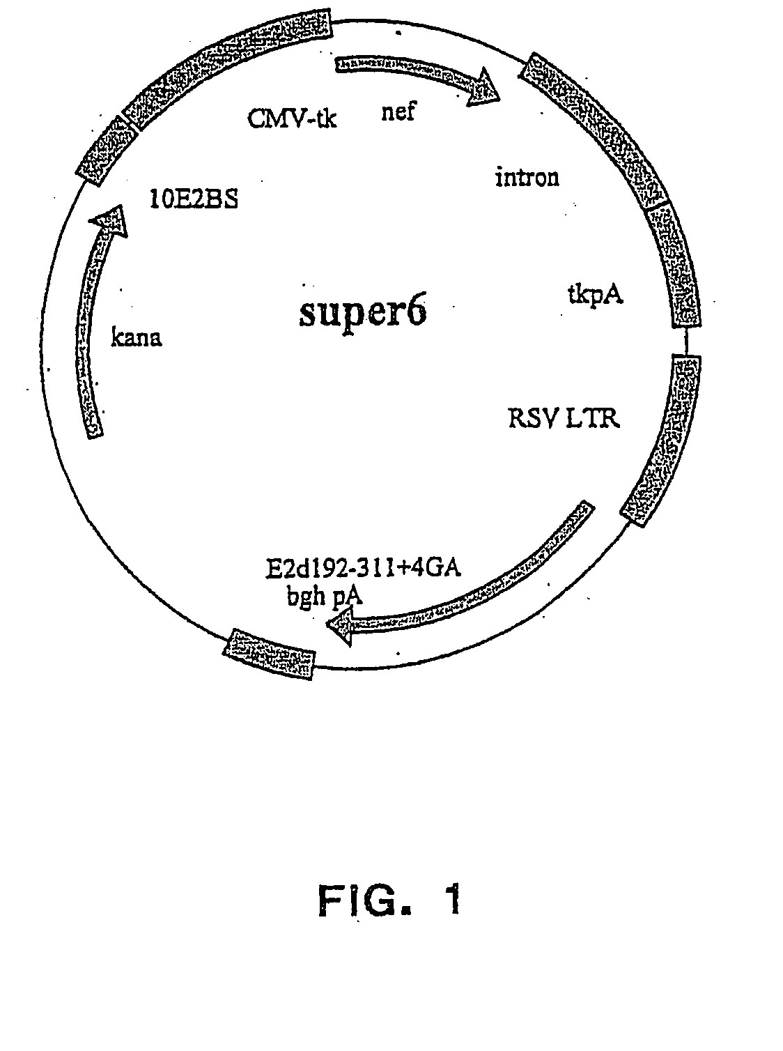 Novel expression vectors and uses thereof