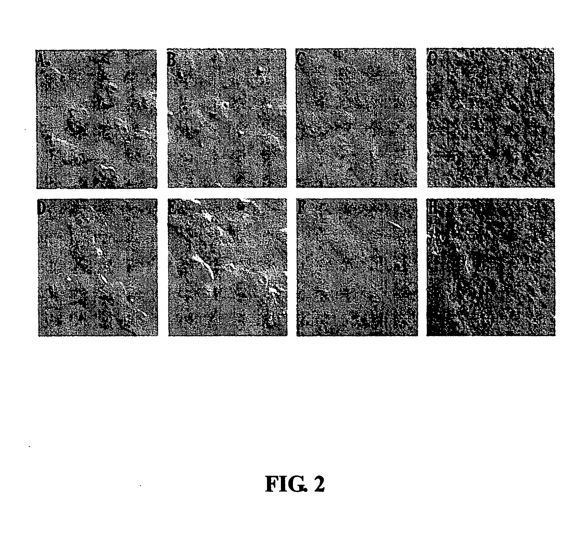 Peptide marker targeting to nasopharyngeal carcinoma cell and application thereof