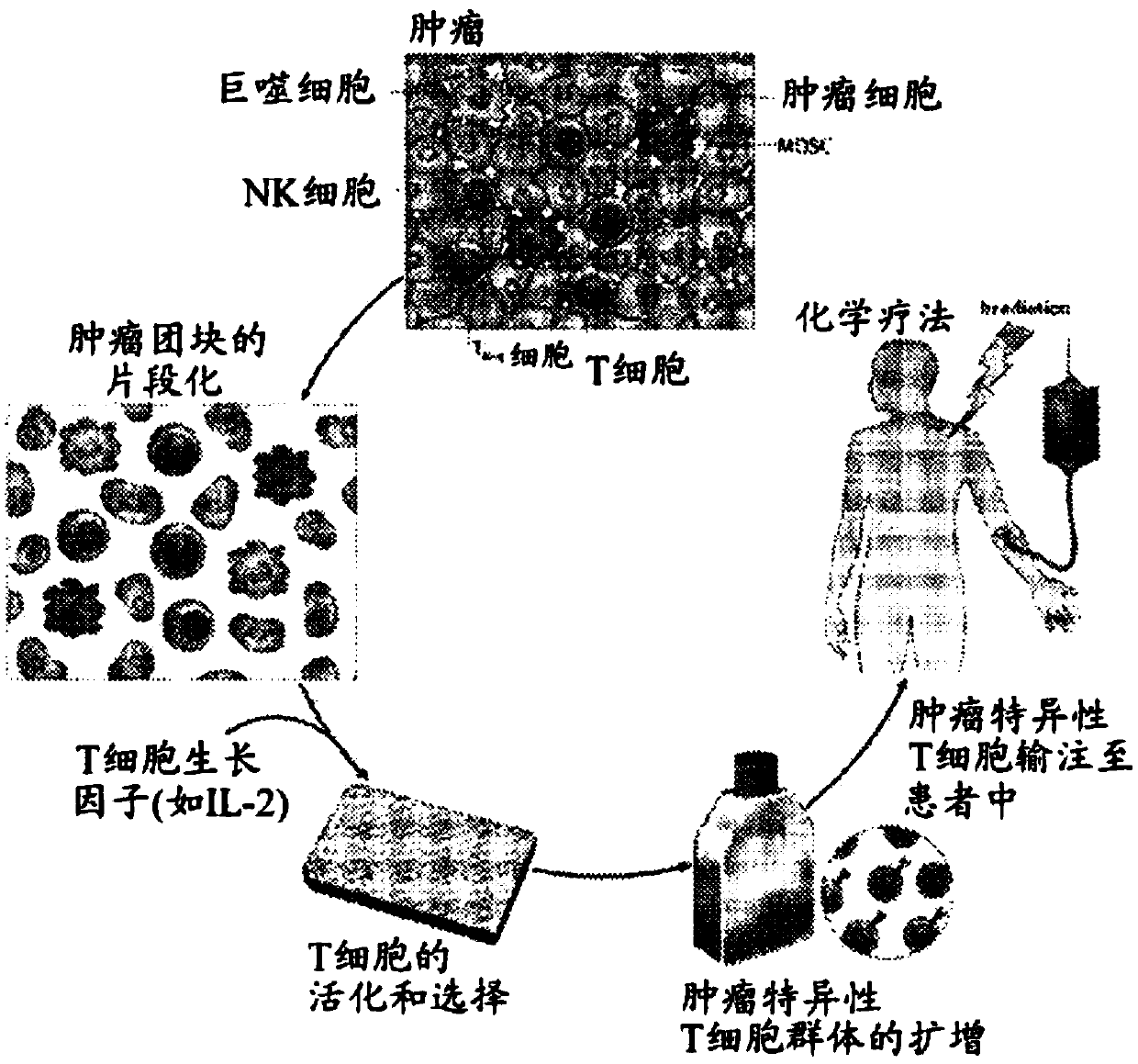 Modified t cells and methods of making and using the same