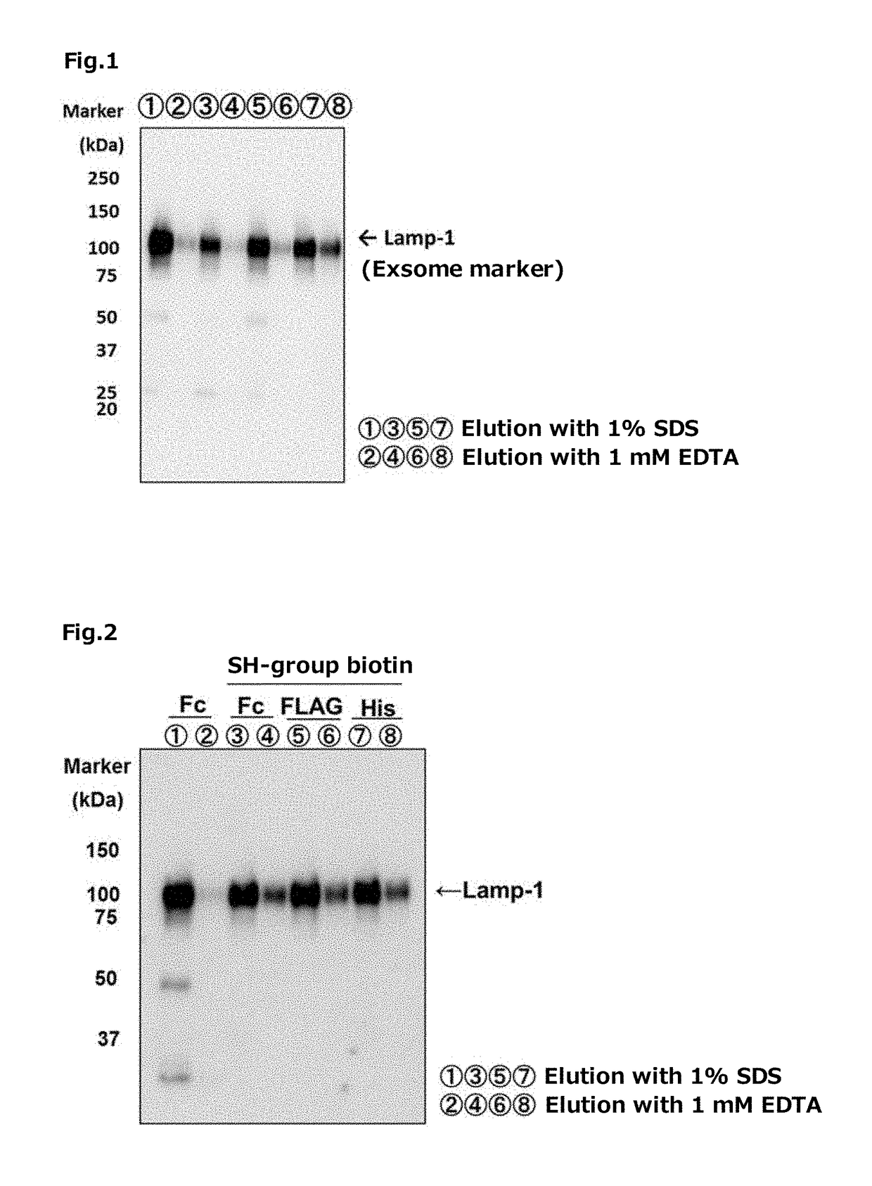 Tim protein-bound carrier, methods for obtaining, removing and detecting extracellular membrane vesicles and viruses using said carrier, and kit including said carrier