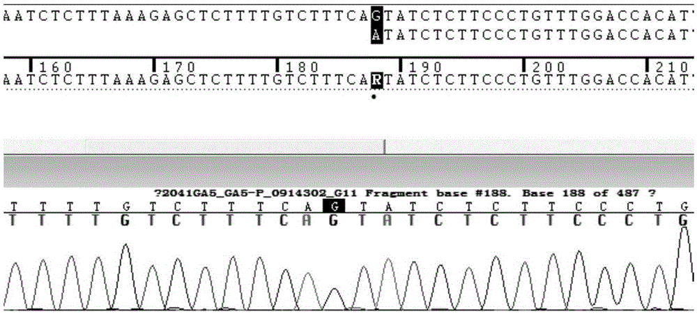 CYP3A5*3 detection kit