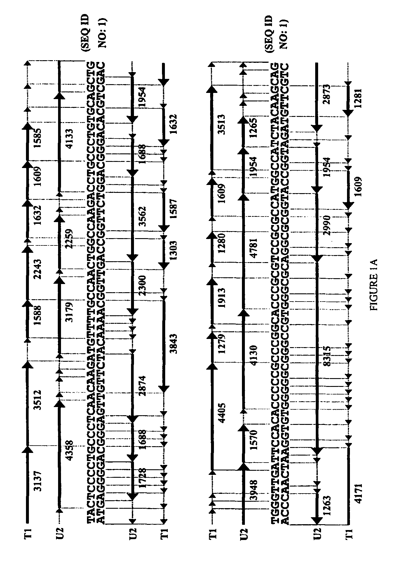 Diagnostic sequencing by a combination of specific cleavage and mass spectrometry