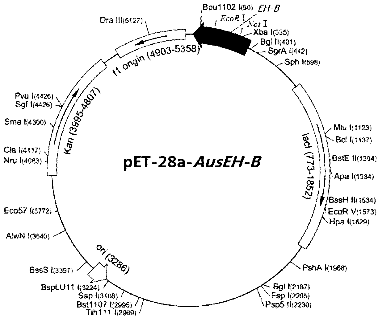 Pronucleus expression of epoxide hydrolase gene (EH-B) and preparation of chiral epichlorohydrin