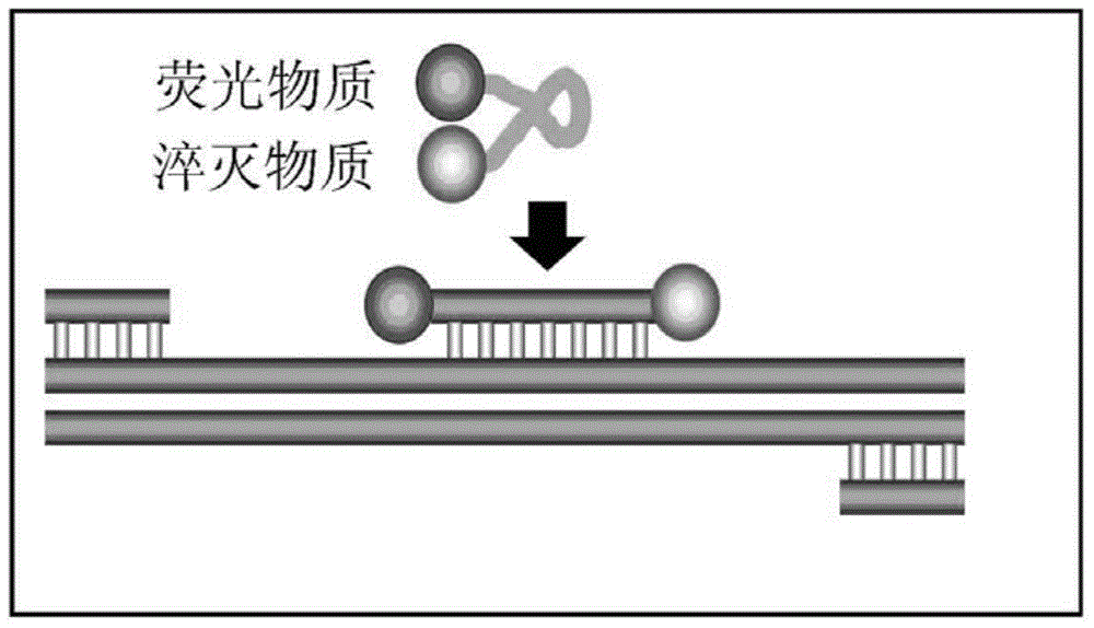 Fluorescent RT-PCR reagent kit for detecting Japanese B encephalitis virus