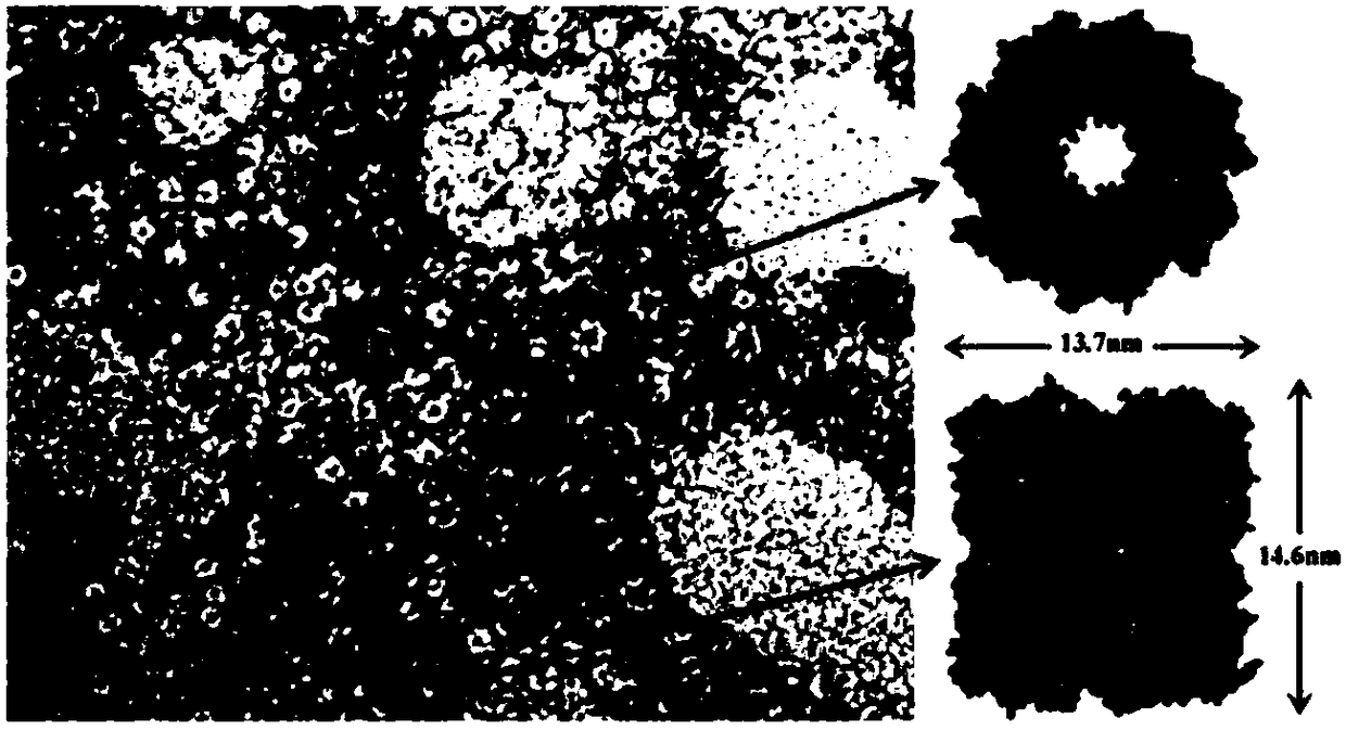 Applications of heme/chaperonin artificial enzyme in detection of substance content in solution