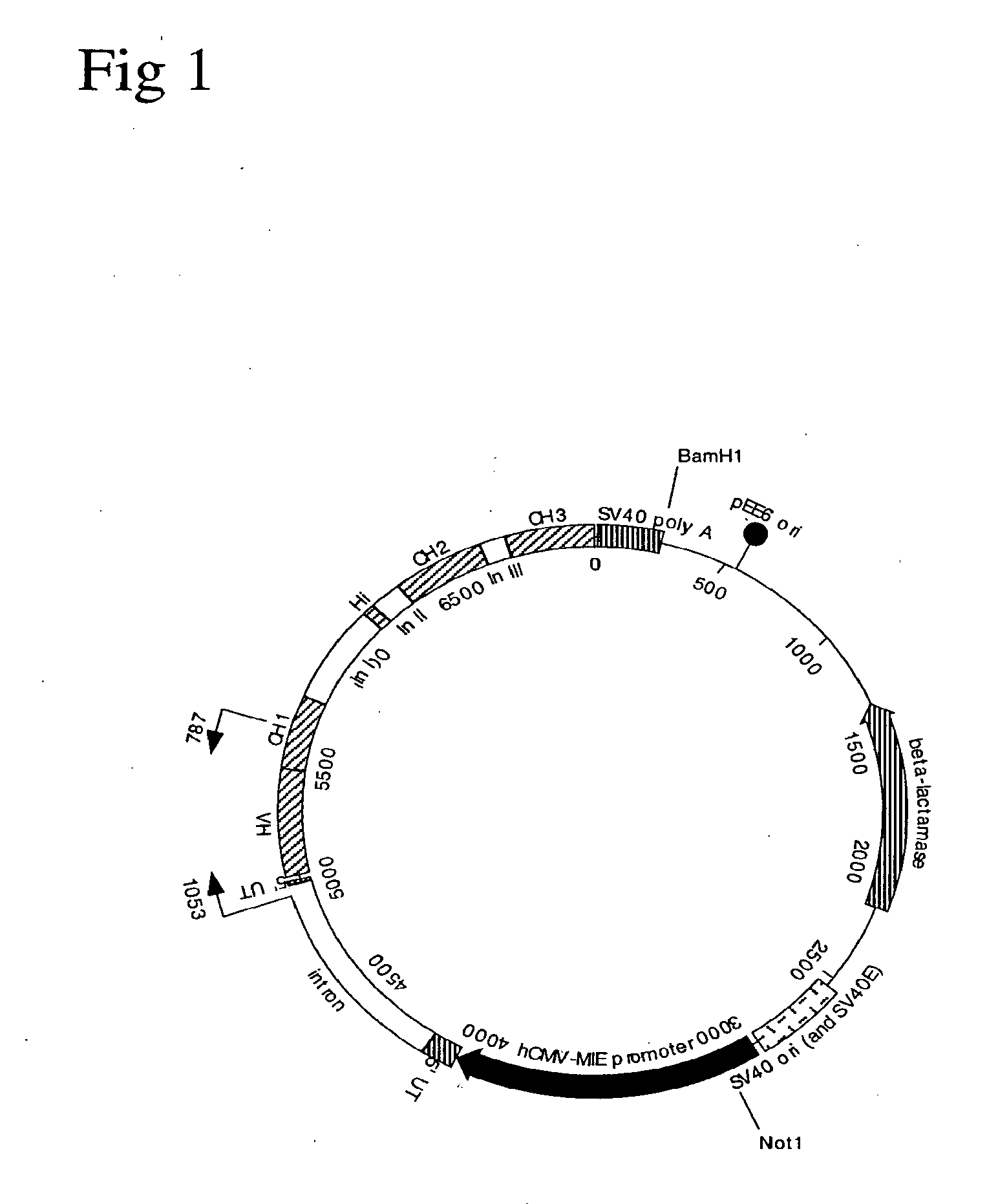 Human Monoclonal Antibodies Against CD20