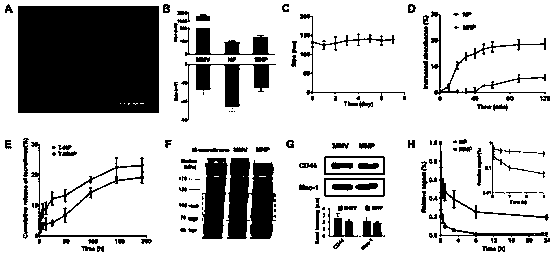 Macrophage vesicle entrapped nano-drug preparation and application thereof in treating arthritis