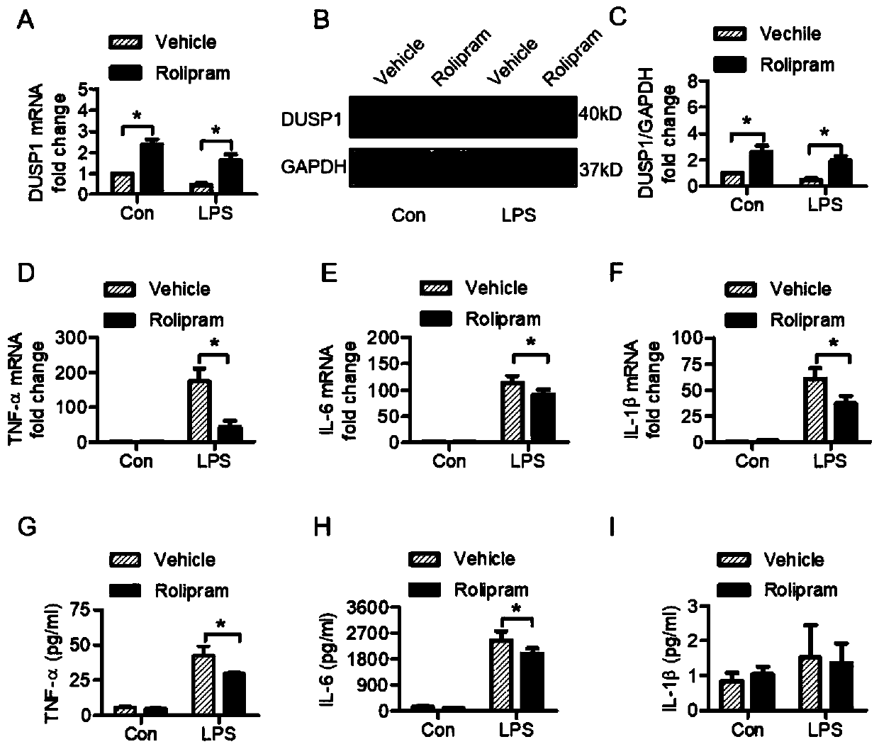 Application of rolipram in preparation of medicines for treating sepsis cardiac dysfunction