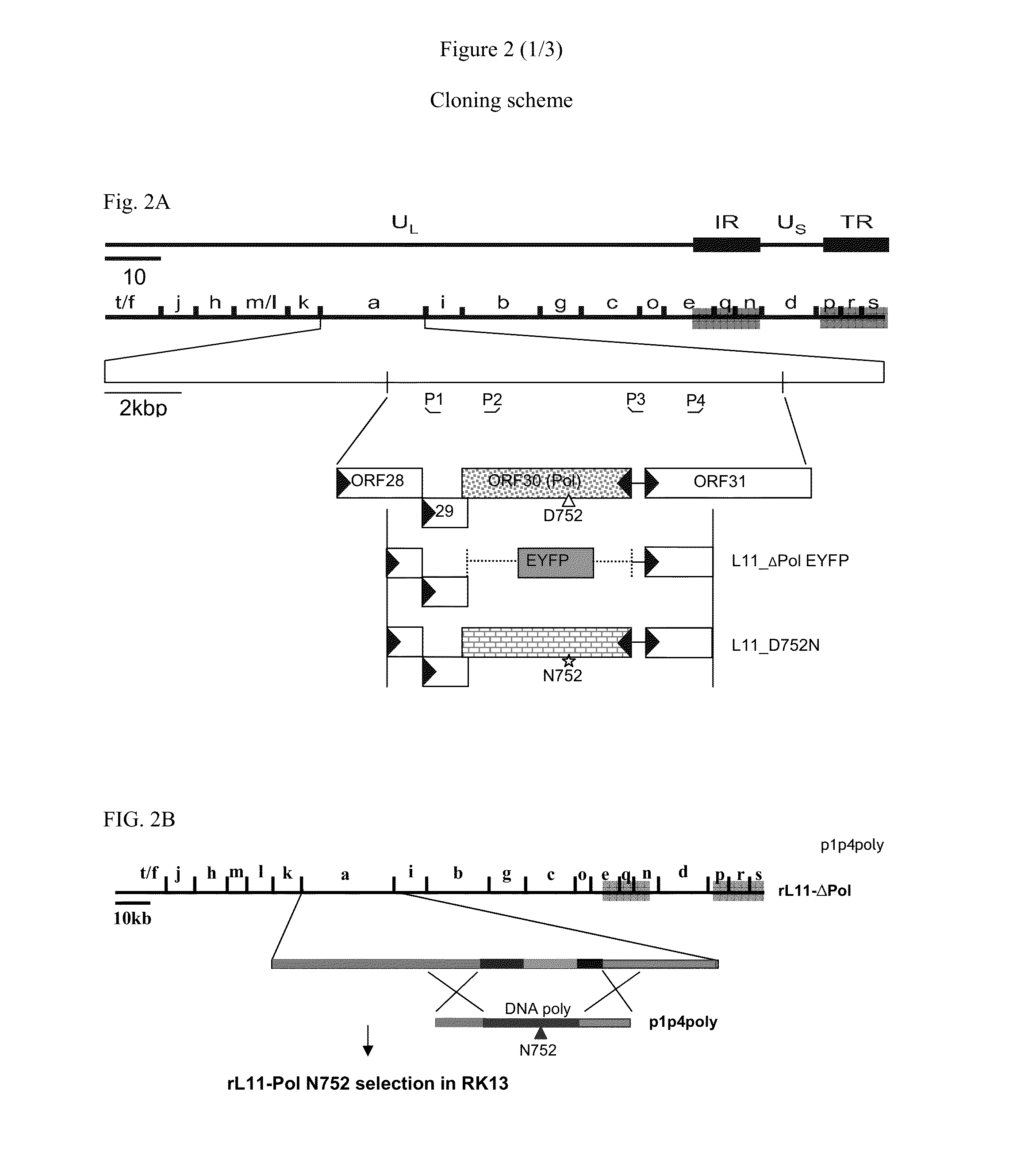 Recombinant equine herpesvirus-1 vaccine containing mutated glycoprotein c and uses thereof