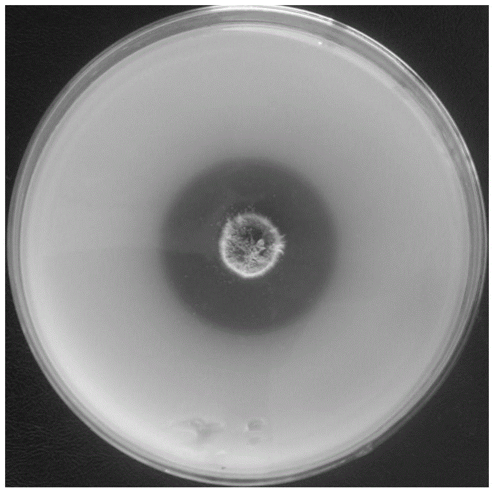 Trichoderma atroviride strain capable of producing high-temperature-resistant feruloyl esterase and high-temperature-resistant cellulase and application thereof