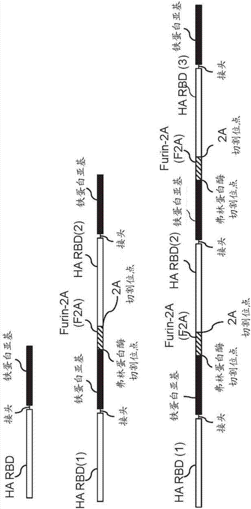 Novel multivalent nanoparticle-based vaccines