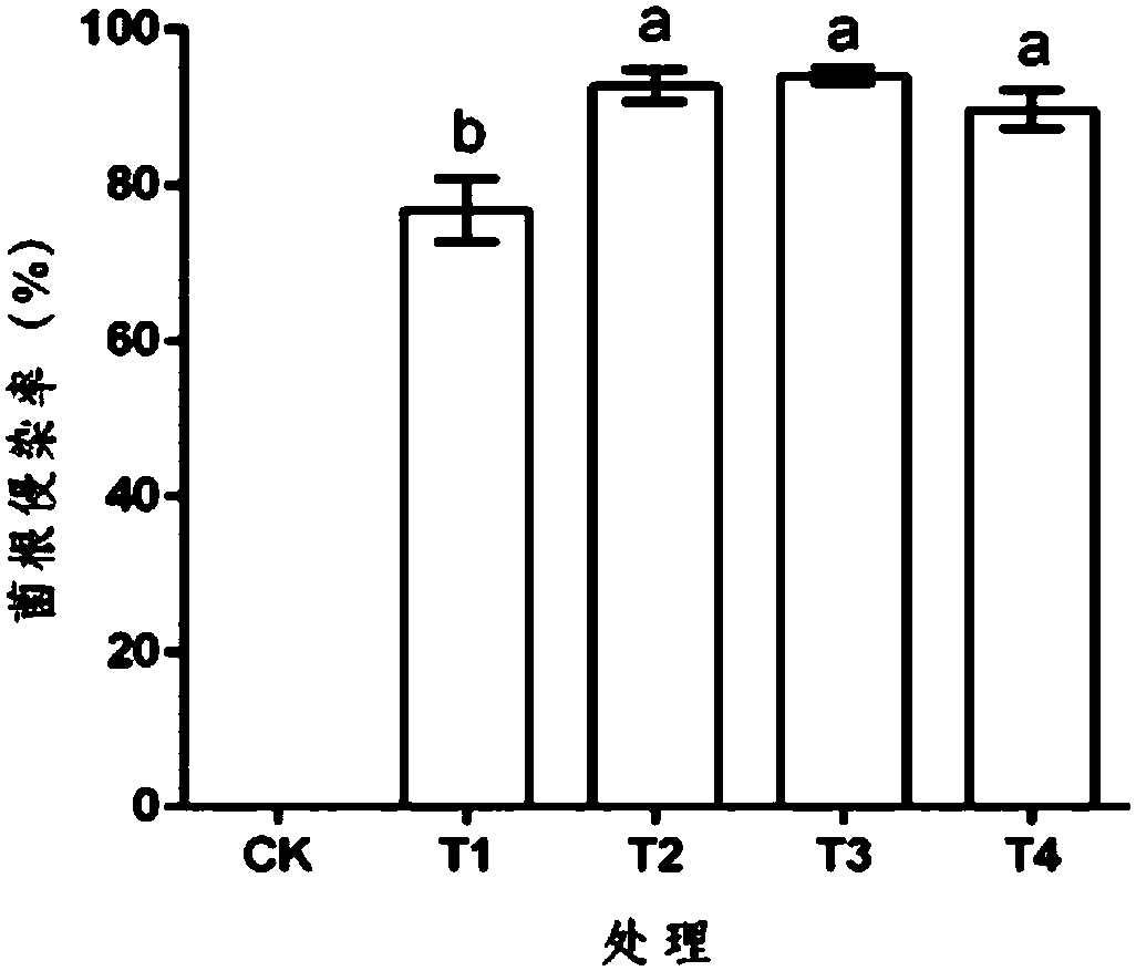 Method for promoting rapid propagation of arbuscular mycorrhizal fungal spores