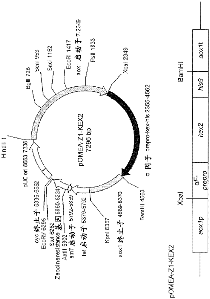 Method for improved high secretory production of proteins