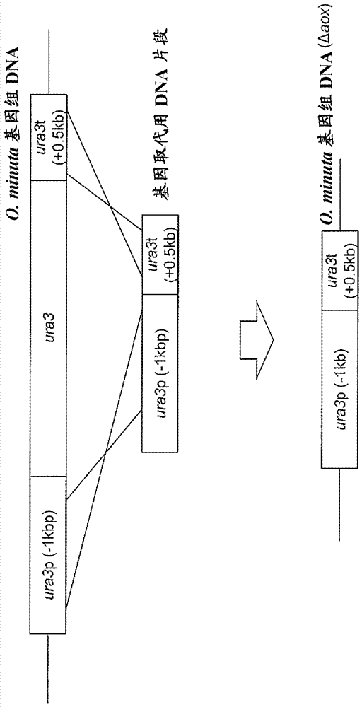 Method for improved high secretory production of proteins