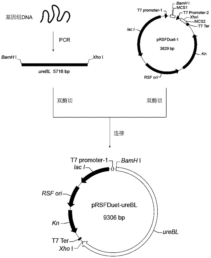 Ethanol-tolerant bifunctional enzyme capable of degrading carbamide and ethyl carbamate (EC) and application of ethanol-tolerant bifunctional enzyme