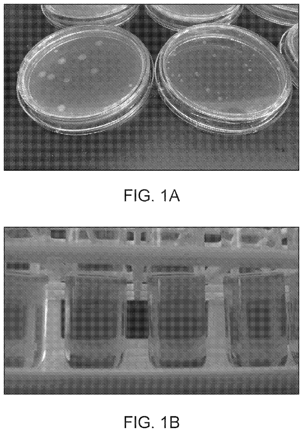 Methods and compositions for improving engineered microbes that fix nitrogen