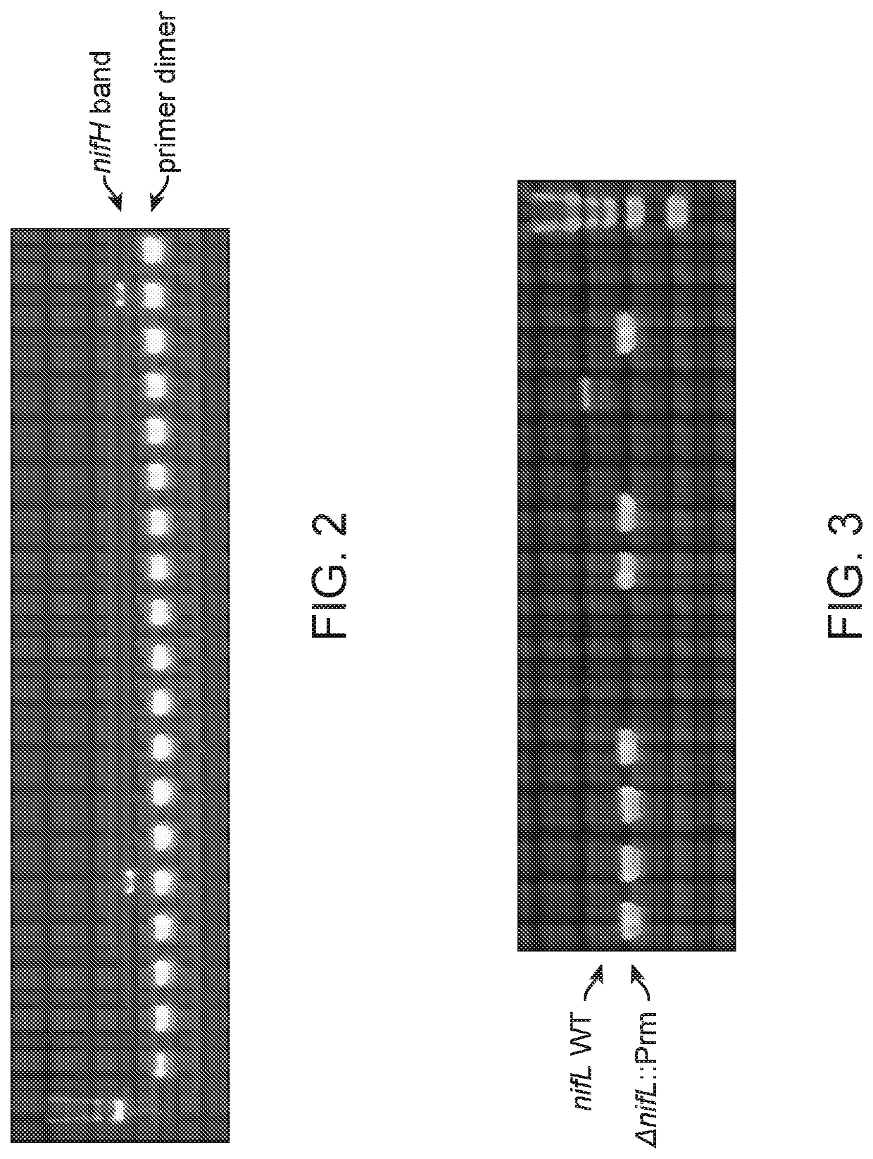 Methods and compositions for improving engineered microbes that fix nitrogen