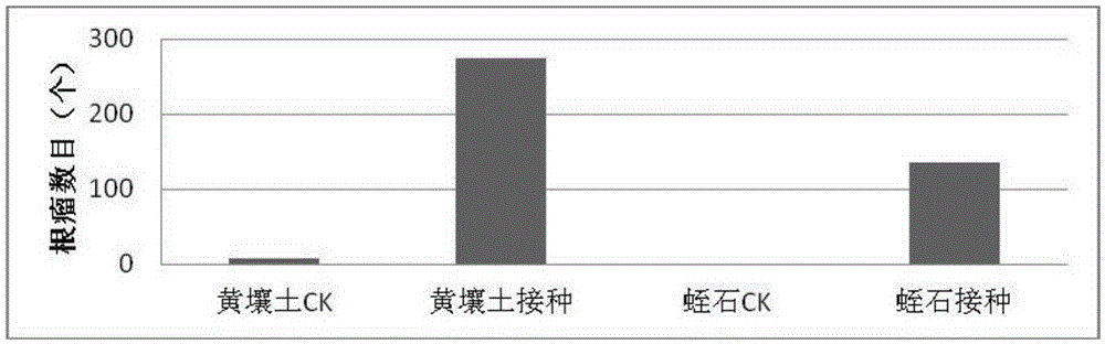 Rhizobium and application thereof