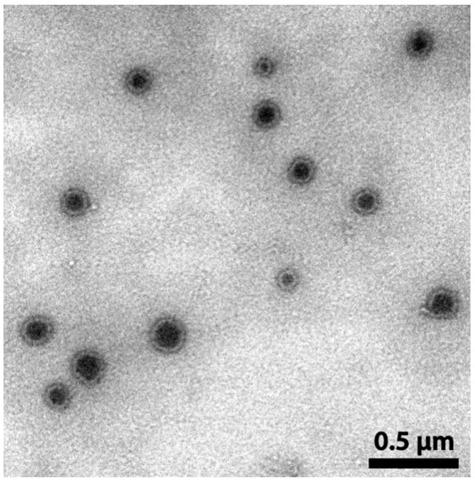 In-situ reactive oxygen species and myeloperoxidase responsive self-luminous polymer material as well as preparation method and application thereof