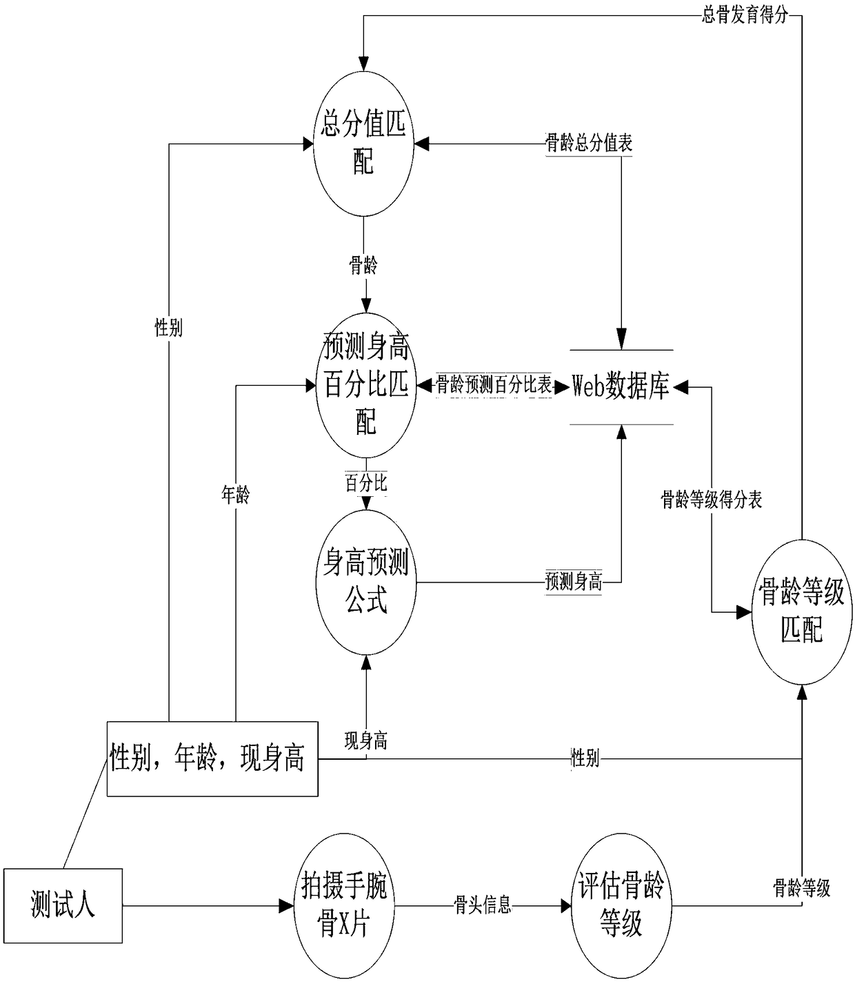 Web database based online bone age calculating and height predicating method