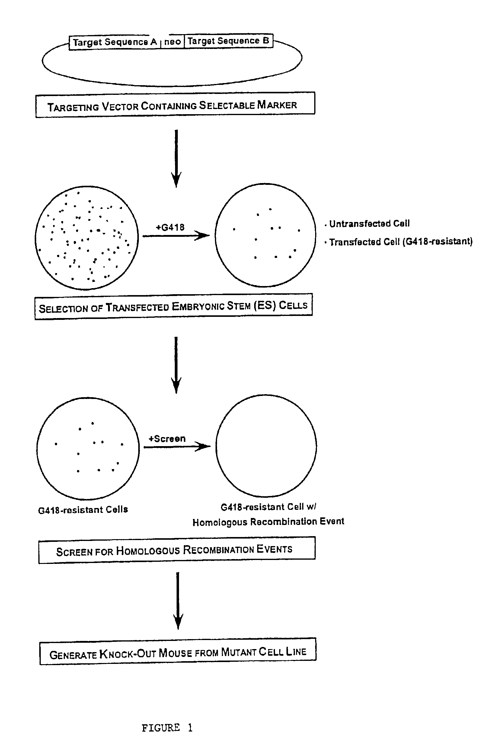 Gene targeting vectors comprising conditional positive selection markers