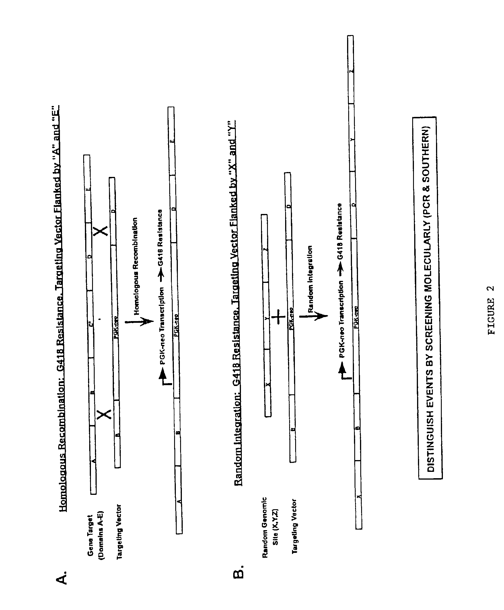 Gene targeting vectors comprising conditional positive selection markers