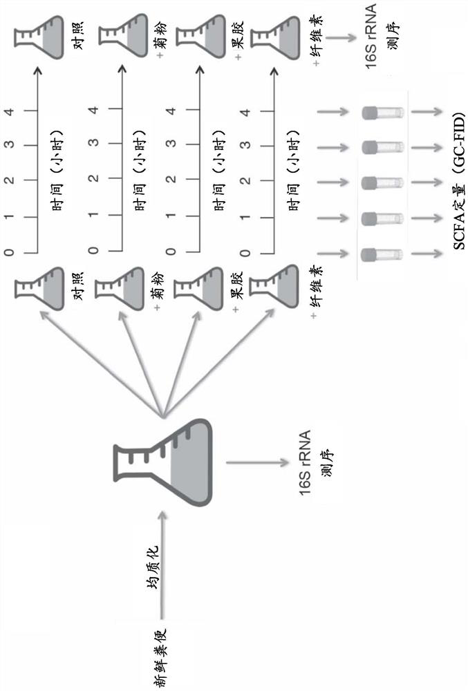 Predicting microbiota response to dietary fibers