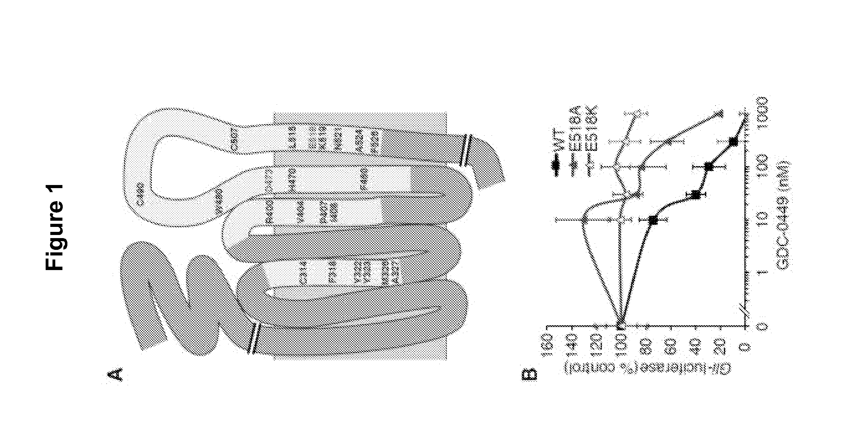 Mutant smoothened and methods of using the same