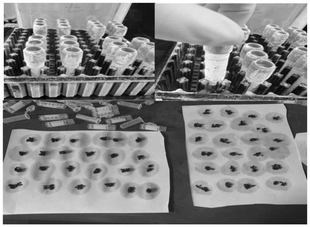 Ultralow-temperature preservation method for allium tuberosum type vegetable seeds