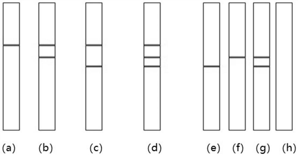 Preparation method and application of cow milk protein and goat milk protein bigeminy detection card