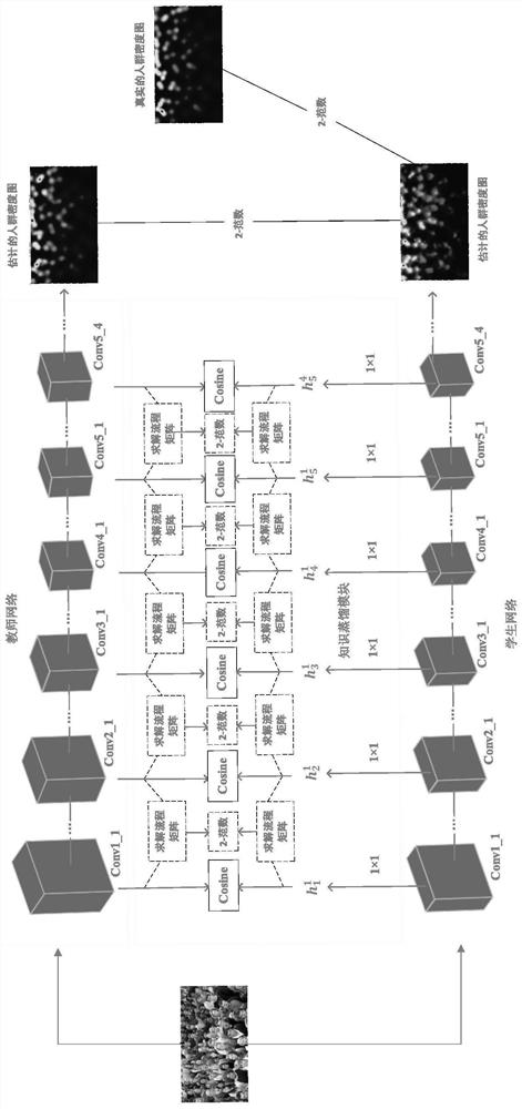 Crowd counting model based on structured knowledge distillation and method thereof