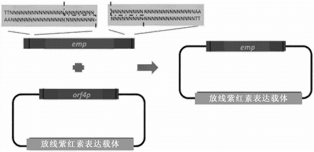 Cpf1-based DNA in-vitro splicing method