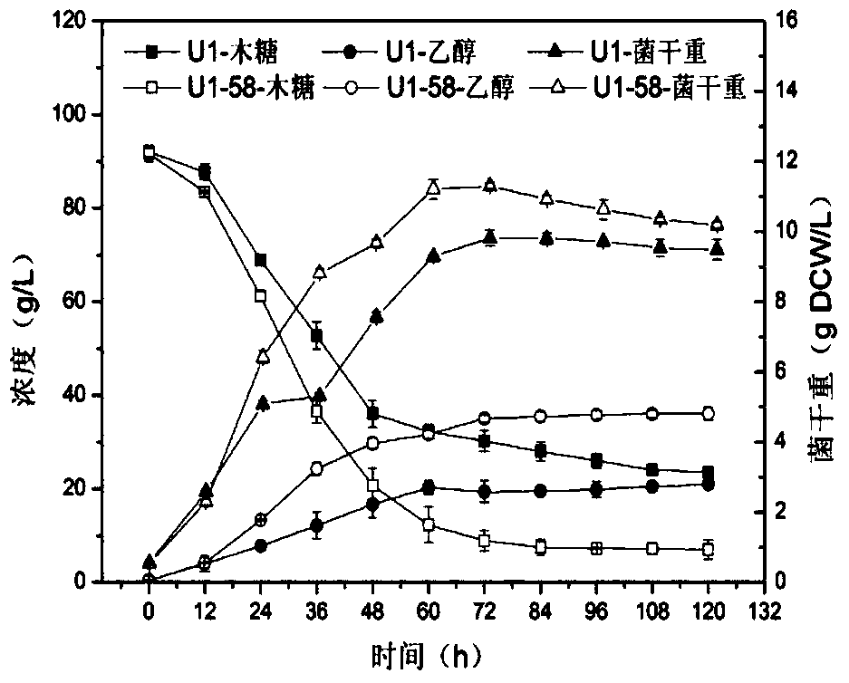 A high-efficiency xylose-fermenting mutant strain and a method for producing ethanol by fermentation thereof