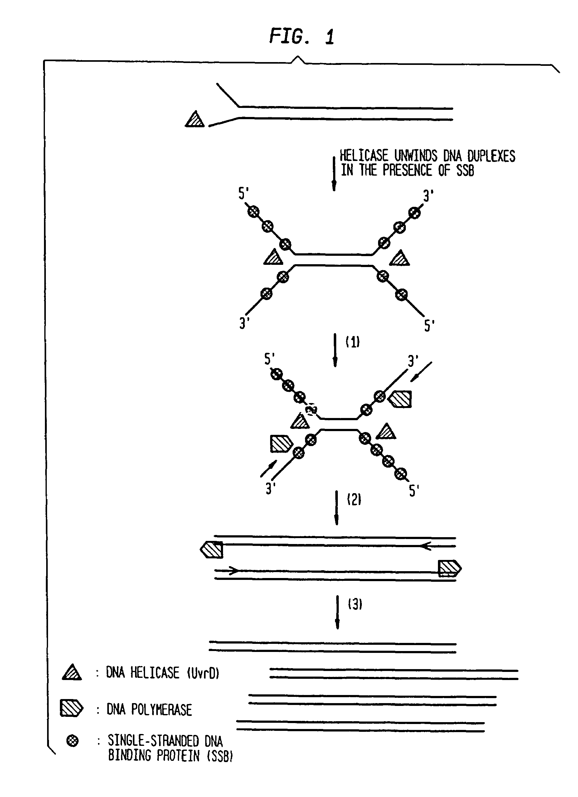 Helicase-dependent amplification of RNA