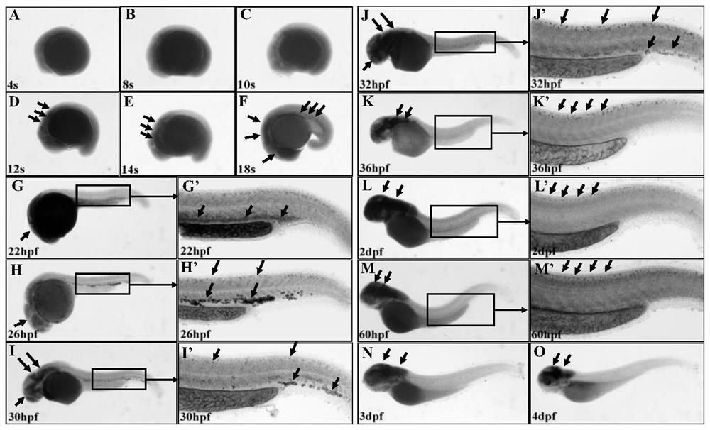 Application of transgenic zebrafish in preparation of animal model for specifically marking original erythroid hematopoietic process