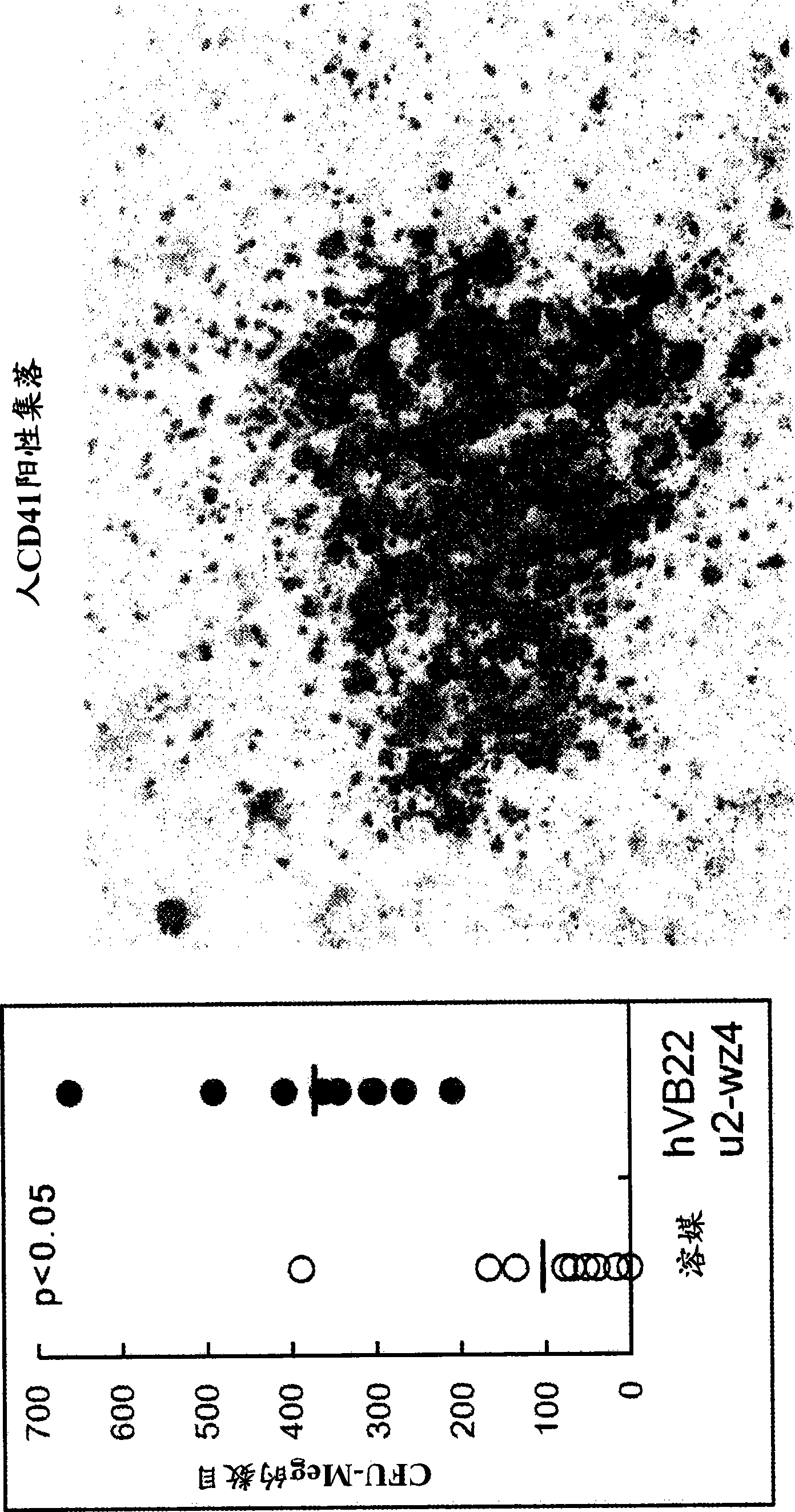 Hematopoietic stem cell proliferation promoter