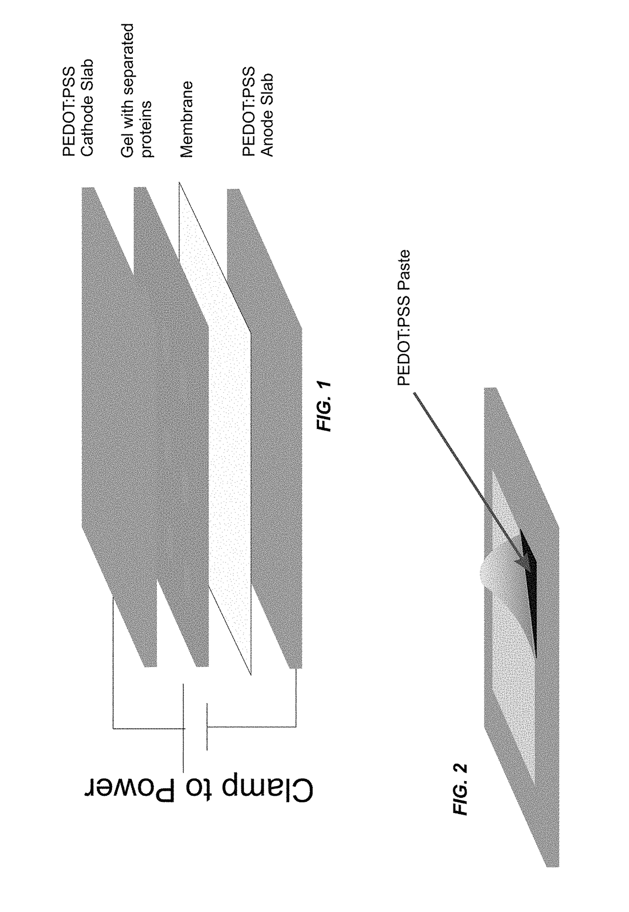 Dry protein transfer