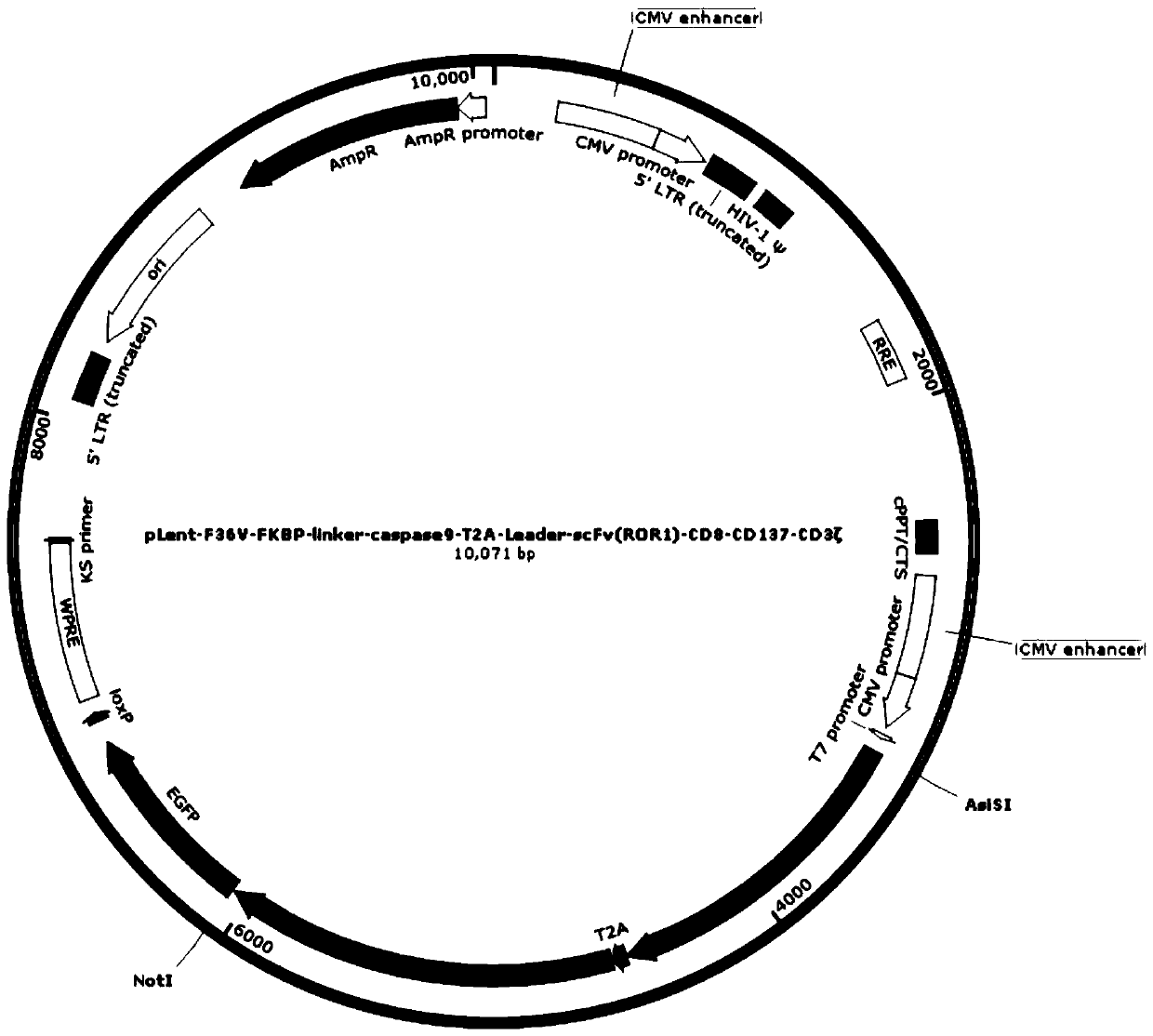 An anti-ror1 safe chimeric antigen receptor-modified immune cell and its application