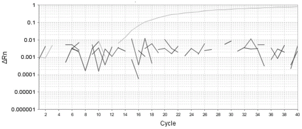 A kind of absolute fluorescent quantitative PCR primer pair, probe and method for measuring the growth titer of mycoplasma hyopneumoniae