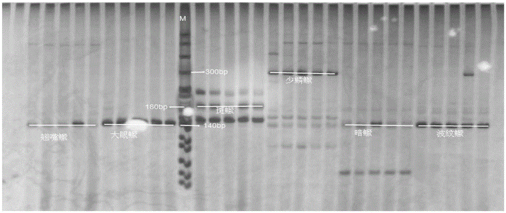 A kind of kit and identification method for five kinds of mandarin fish molecules