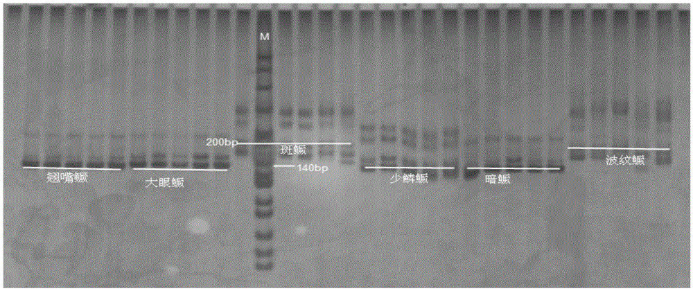 A kind of kit and identification method for five kinds of mandarin fish molecules