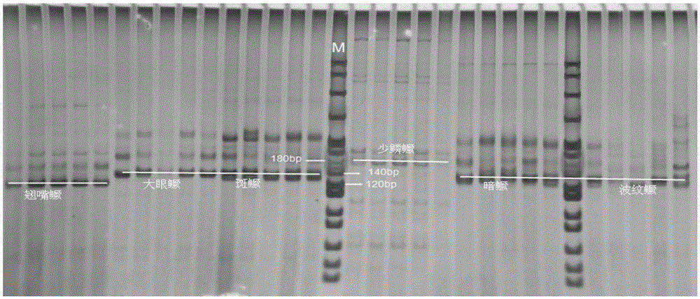 A kind of kit and identification method for five kinds of mandarin fish molecules