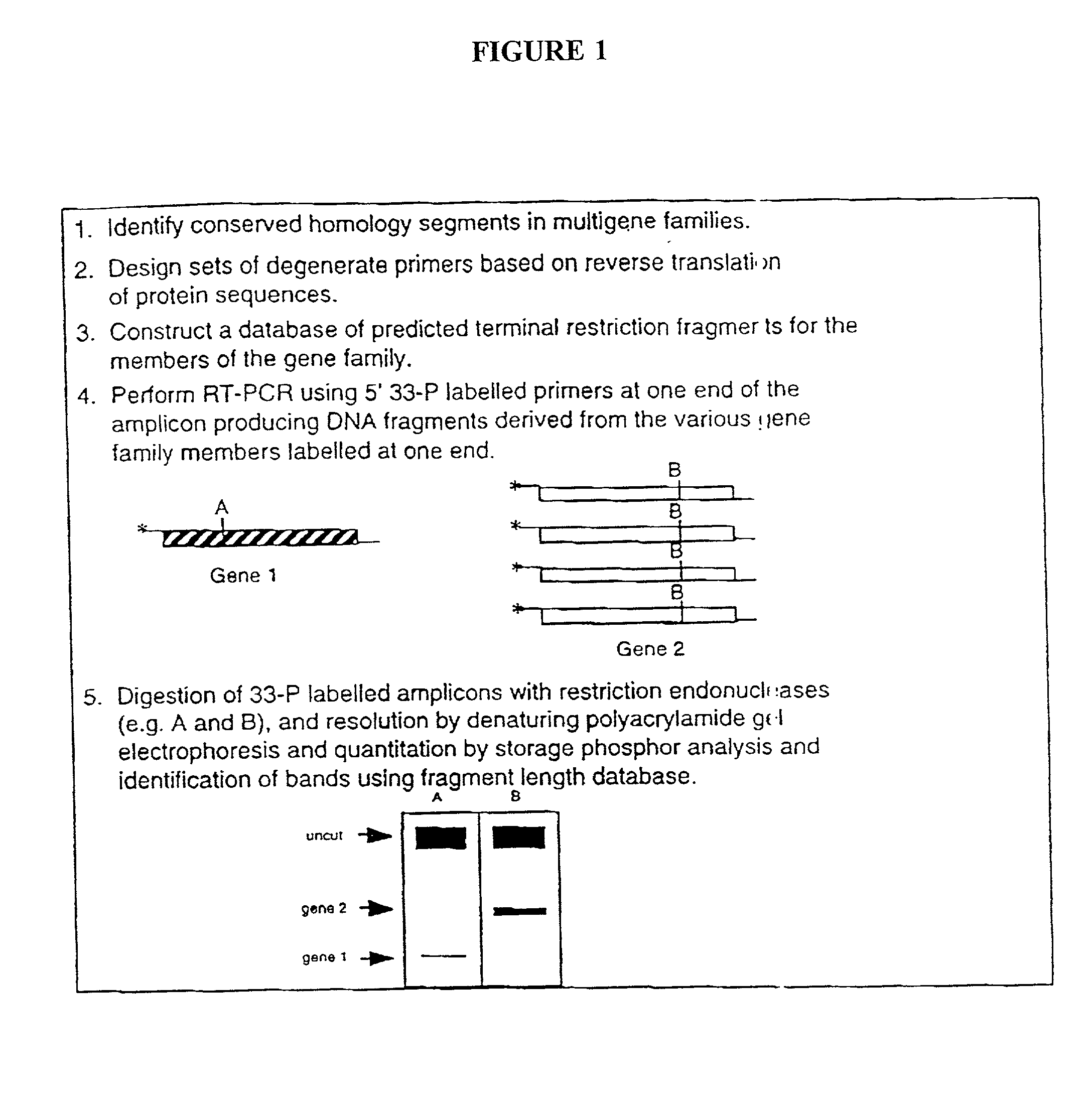 Analysis of gene family expression