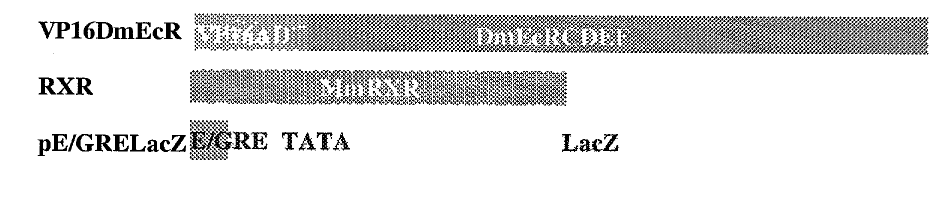 Ecdysone receptor-based inducible gene expression system